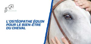 Lire la suite à propos de l’article L’ostéopathe équin pour le bien-être du cheval