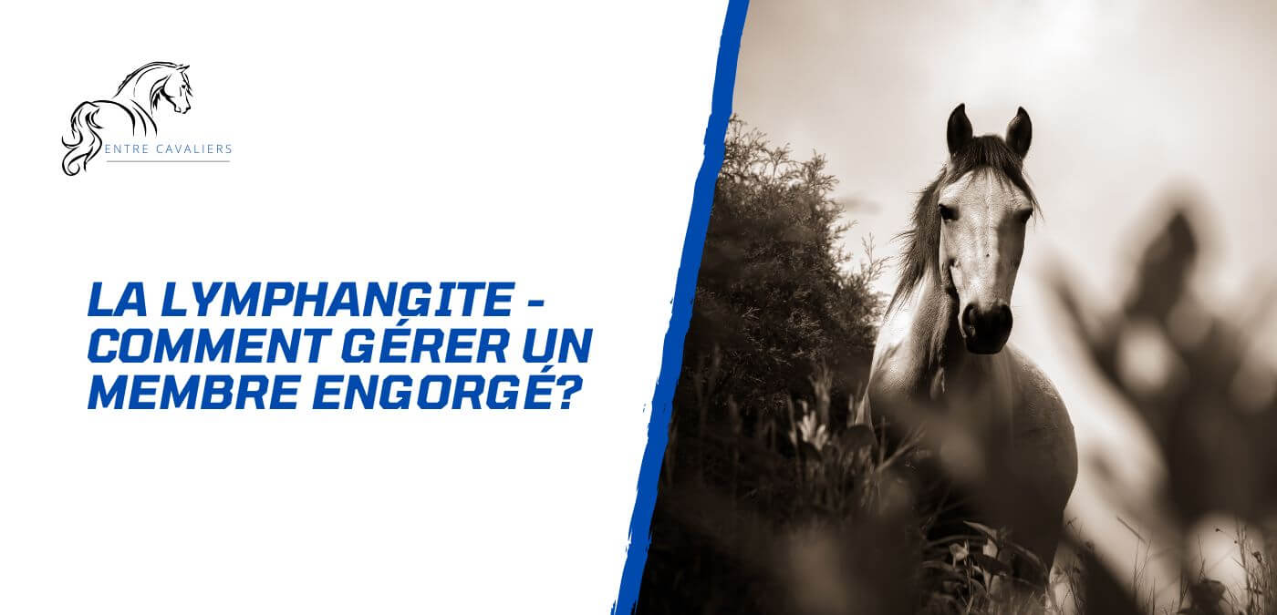 You are currently viewing La lymphangite du cheval – Comment gérer un membre engorgé