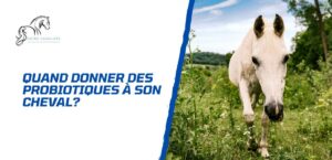 Lire la suite à propos de l’article Pourquoi et quand donner des probiotiques à un cheval?