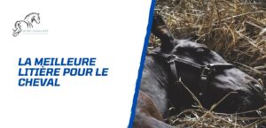 Lire la suite à propos de l’article Les meilleures litières pour le cheval – Comment choisir?