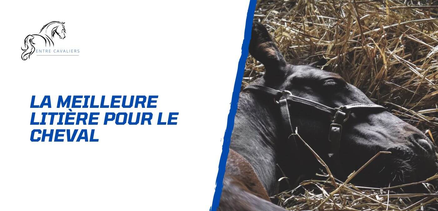 You are currently viewing Les meilleures litières pour le cheval – Comment choisir?