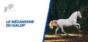 Lire la suite à propos de l’article Comprendre le mécanisme du galop du cheval
