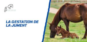 Lire la suite à propos de l’article Comment se déroule la gestation de la jument?