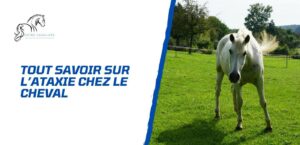 Lire la suite à propos de l’article Tout savoir sur l’ataxie chez le cheval