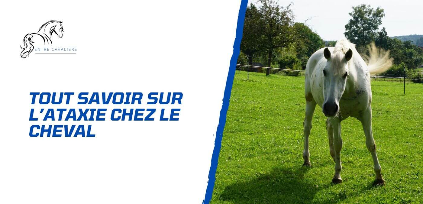 You are currently viewing Tout savoir sur l’ataxie chez le cheval