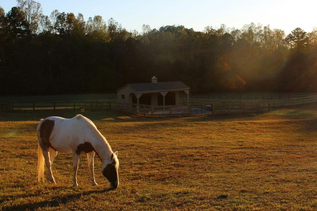 Pourquoi et comment construire un abri pour chevaux?