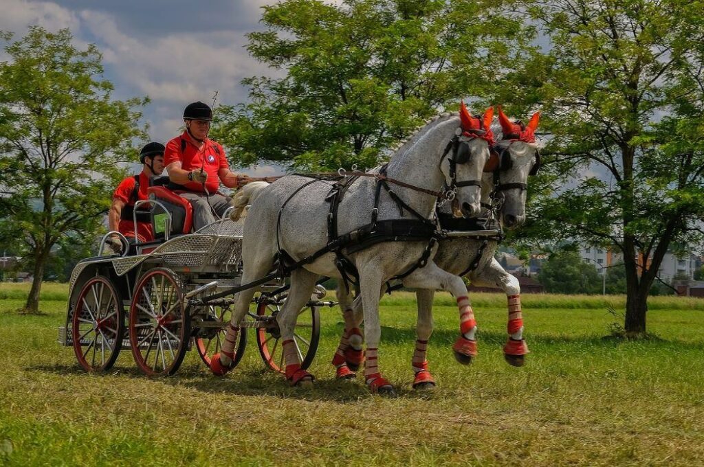 chevaux attelés