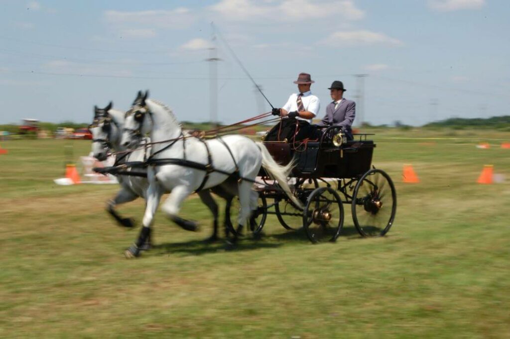 attelage chevaux