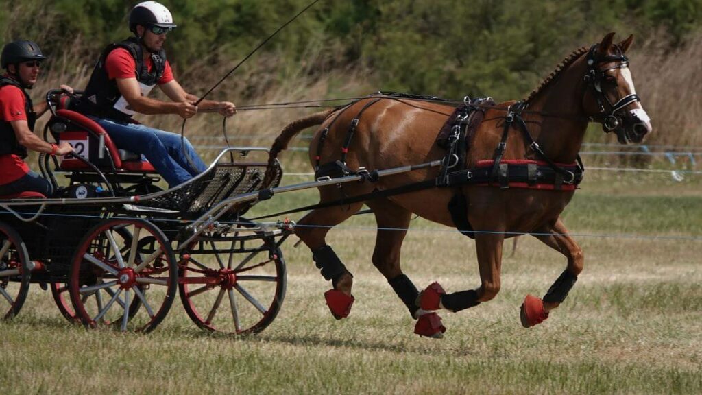 attelage cheval