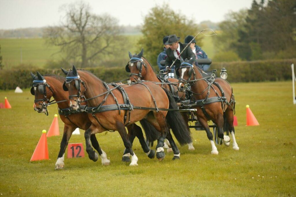 attelage chevaux