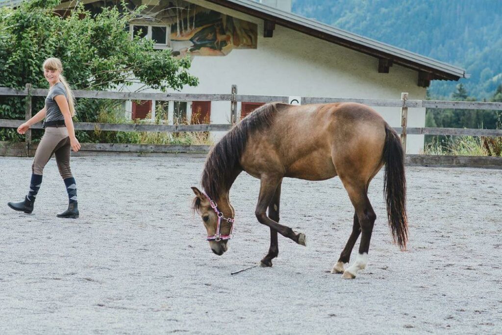 carrière équitation