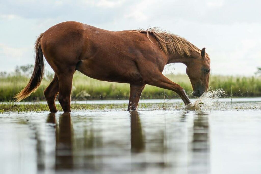 leptospirose cheval