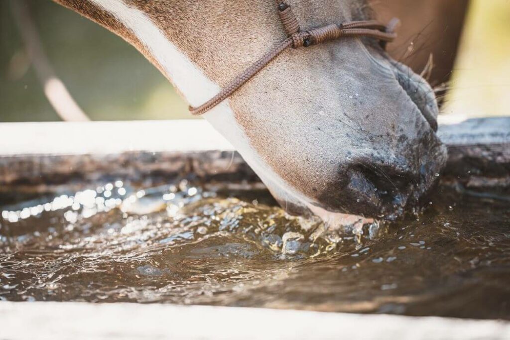 hydratation électrolytes chevaux