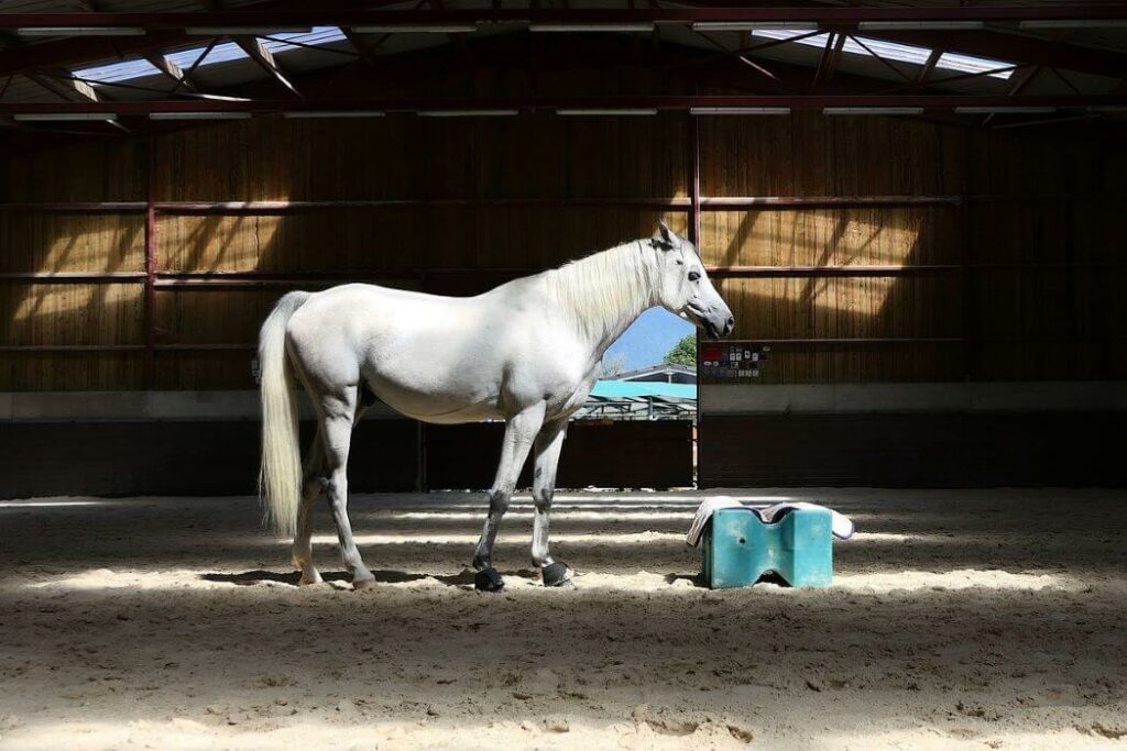 manège équitation