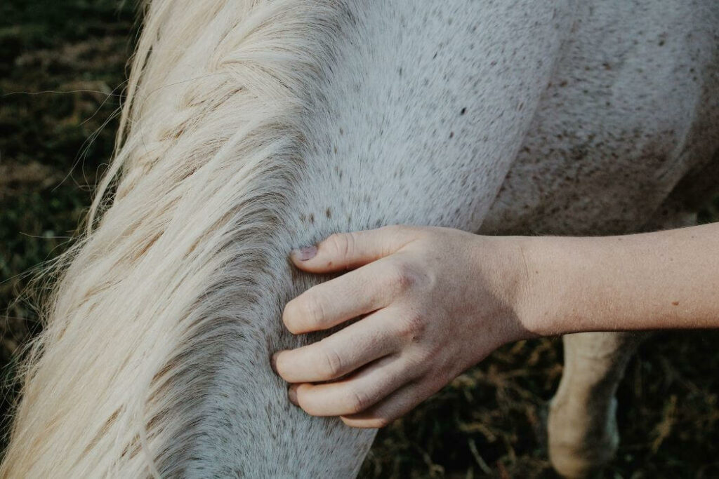 masseur equin