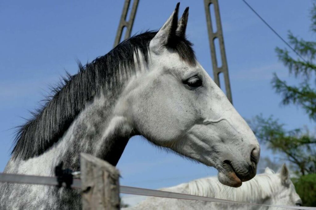 mélanome cheval