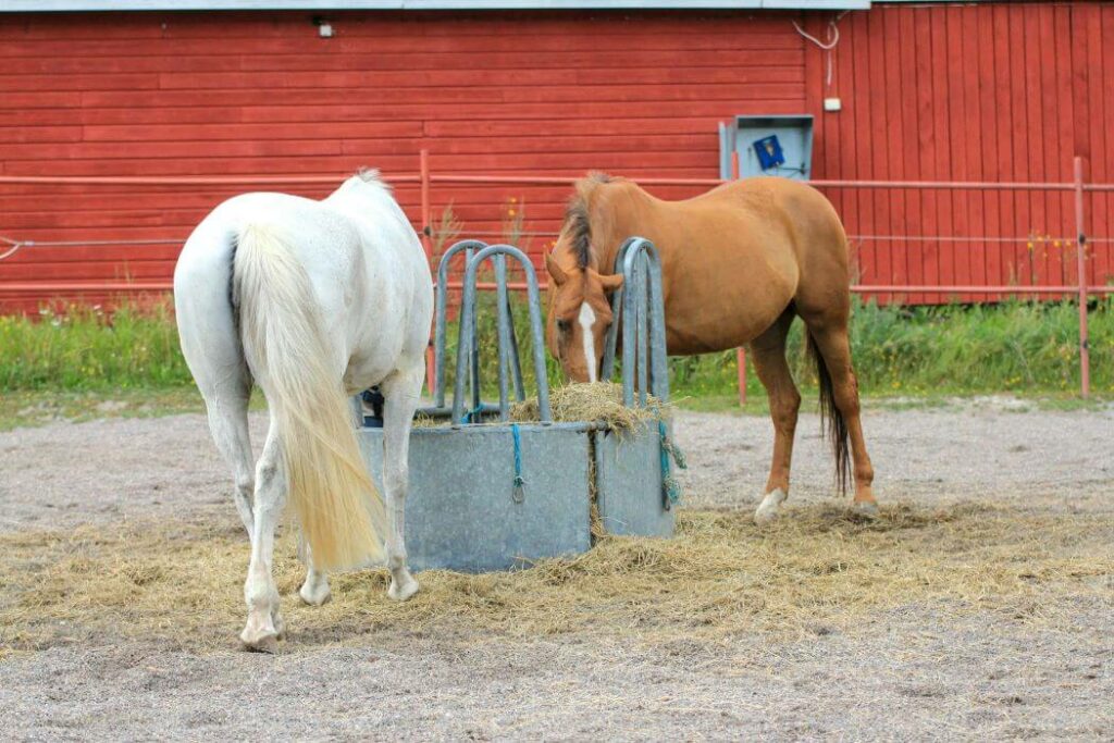 paddock chevaux