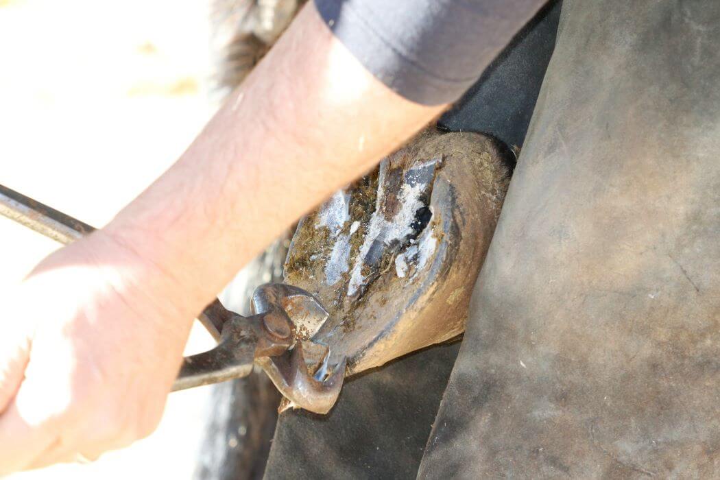 Comment soigner une fourchette pourrie d’un cheval?