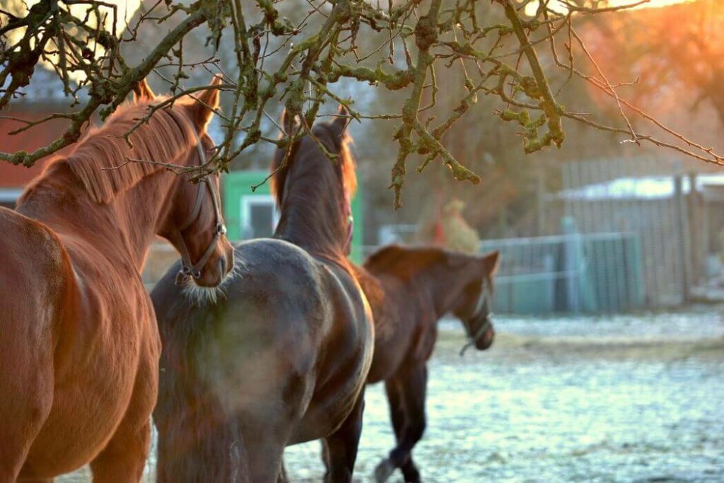 gestion shivering chevaux