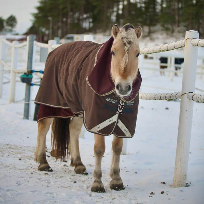 sous couverture cheval