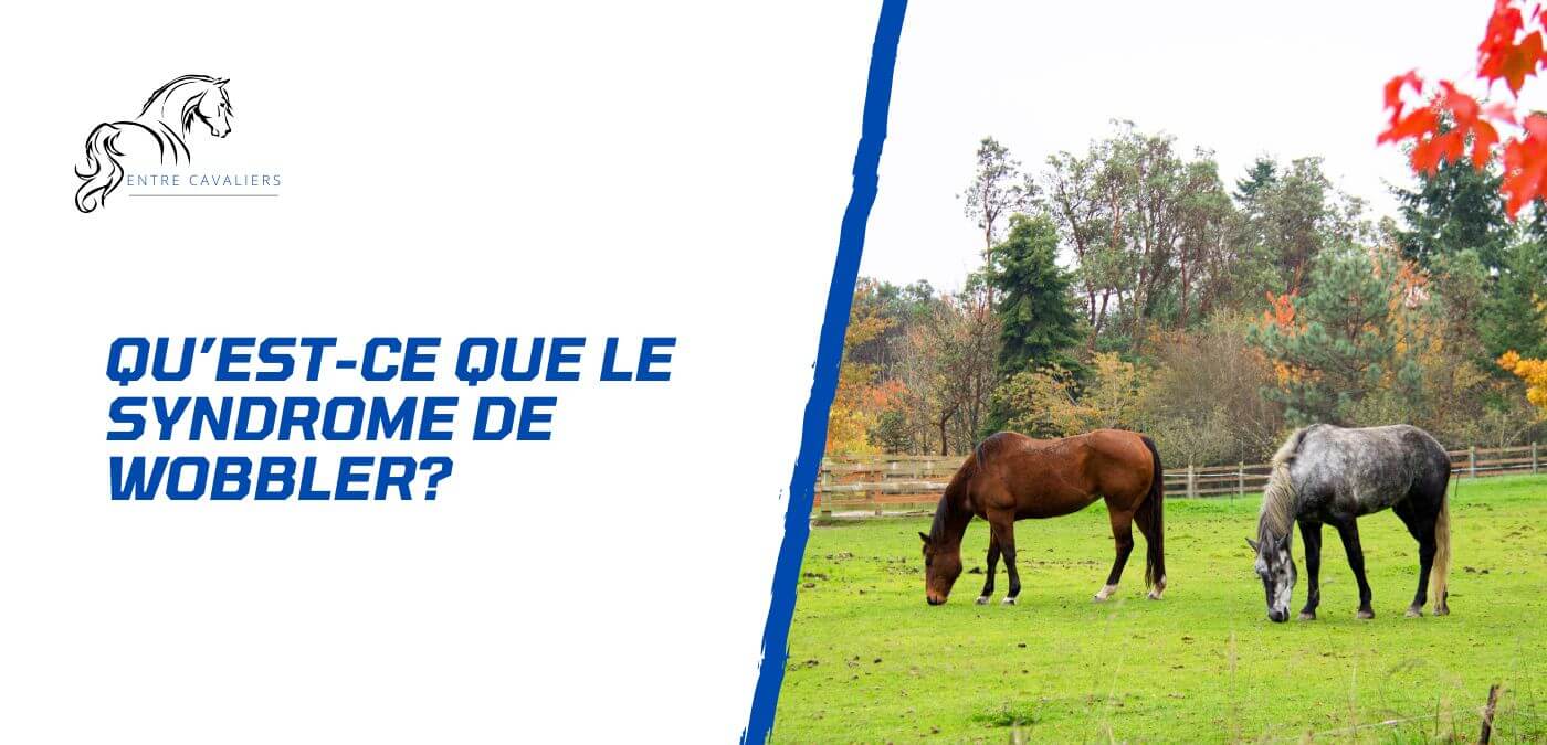 You are currently viewing Qu’est-ce que le syndrome de Wobbler chez le cheval?