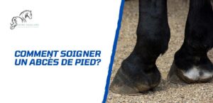 Lire la suite à propos de l’article Comment soigner un abcès de pied chez le cheval?