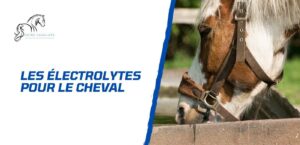Lire la suite à propos de l’article Les électrolytes pour le cheval – Savoir maintenir l’équilibre