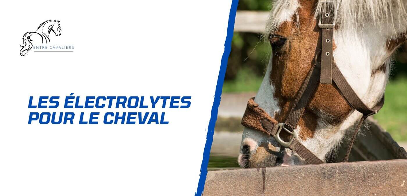 You are currently viewing Les électrolytes pour le cheval – Savoir maintenir l’équilibre