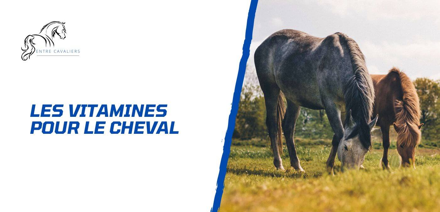 You are currently viewing Quelles vitamines pour le cheval? Guide pratique