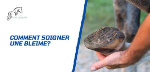 Lire la suite à propos de l’article Comment soigner une bleime chez le cheval?