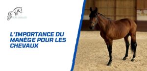 Lire la suite à propos de l’article L’importance du manège pour les chevaux et les cavaliers