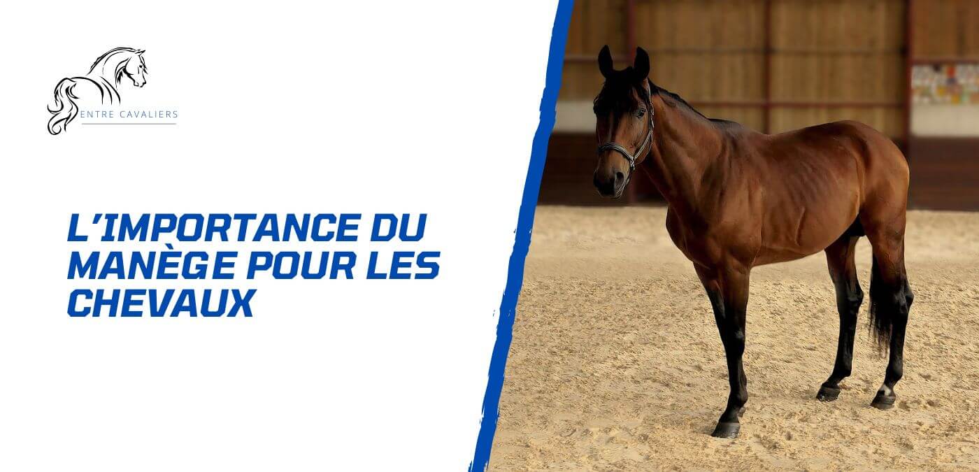 You are currently viewing L’importance du manège pour les chevaux et les cavaliers