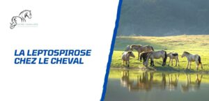 Lire la suite à propos de l’article Comment soigner et protéger le cheval de la leptospirose?