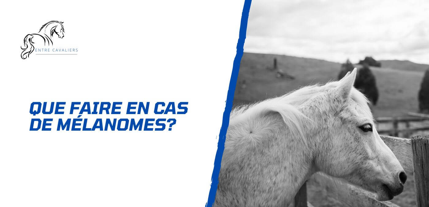 You are currently viewing Que faire en cas de mélanomes chez le cheval?