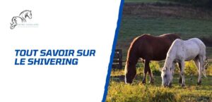 Lire la suite à propos de l’article Tout savoir sur le shivering ou le tremblement du cheval