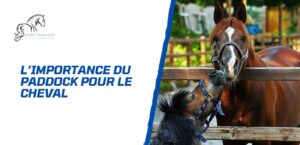 Lire la suite à propos de l’article L’importance du paddock dans le bien-être du cheval
