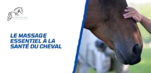 Lire la suite à propos de l’article Comment le massage peut-il transformer la santé du cheval?