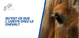 Lire la suite à propos de l’article L’uvéite du cheval – Comment prévenir la perte de vision?
