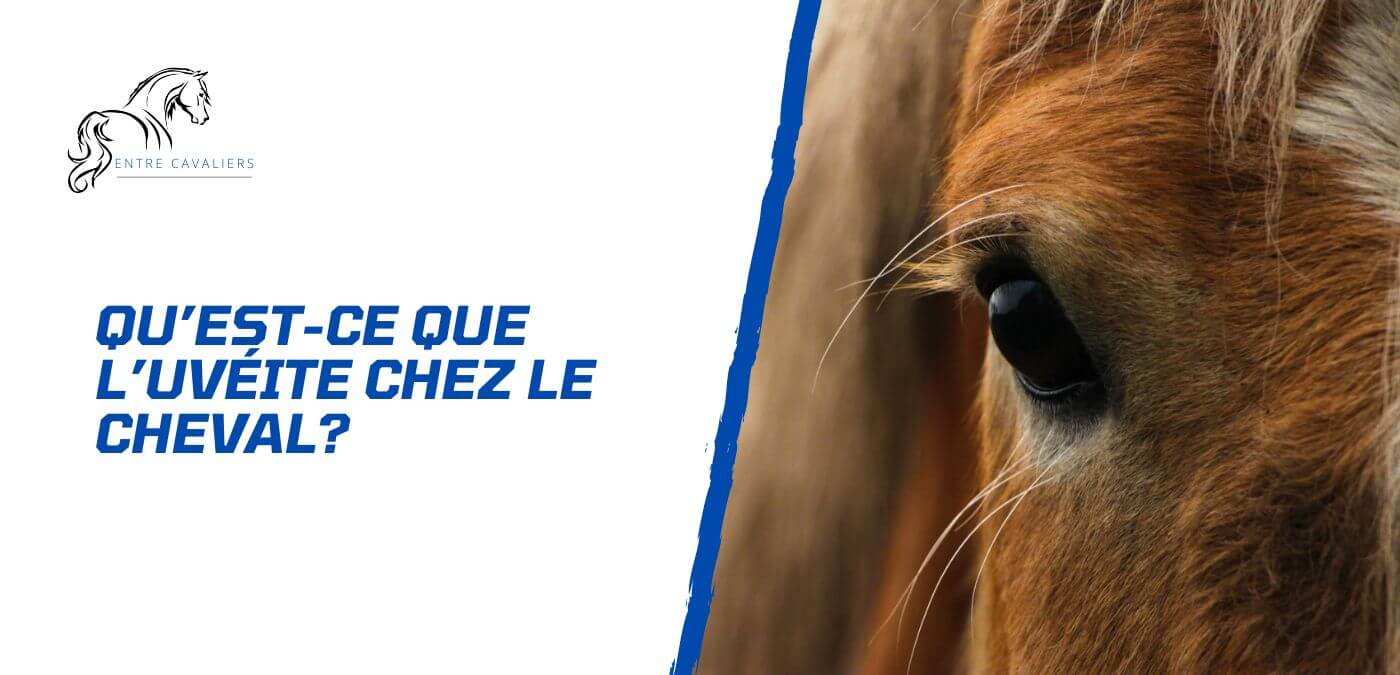 You are currently viewing L’uvéite du cheval – Comment prévenir la perte de vision?