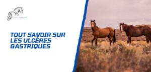 Lire la suite à propos de l’article Ulcère gastrique chez le cheval – Comprendre, traiter et prévenir