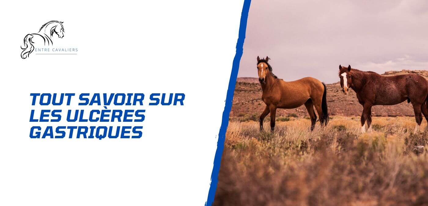 You are currently viewing Ulcère gastrique chez le cheval – Comprendre, traiter et prévenir