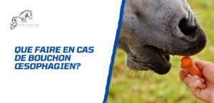 Lire la suite à propos de l’article Mon cheval fait un bouchon œsophagien, que dois-je faire?