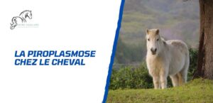 Lire la suite à propos de l’article Comprendre et combattre la piroplasmose chez le cheval