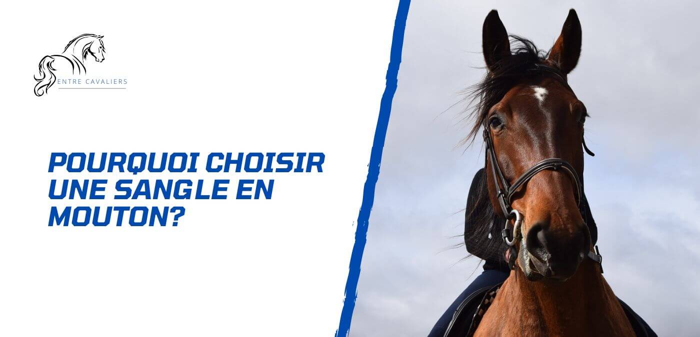 You are currently viewing Pourquoi choisir une sangle en mouton pour son cheval?