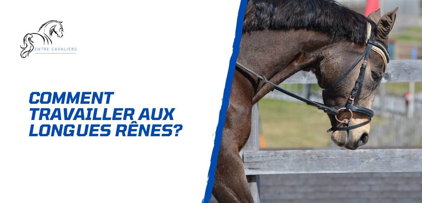 You are currently viewing Comment travailler un cheval aux longues rênes? Guide pratique