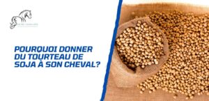 Lire la suite à propos de l’article Pourquoi donner du tourteau de soja à un cheval?