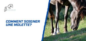 Lire la suite à propos de l’article Comment soigner une molette chez le cheval?
