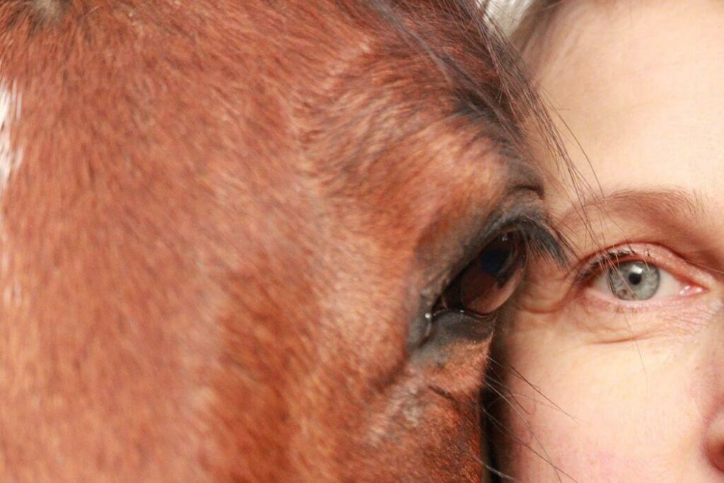 yeux cheval