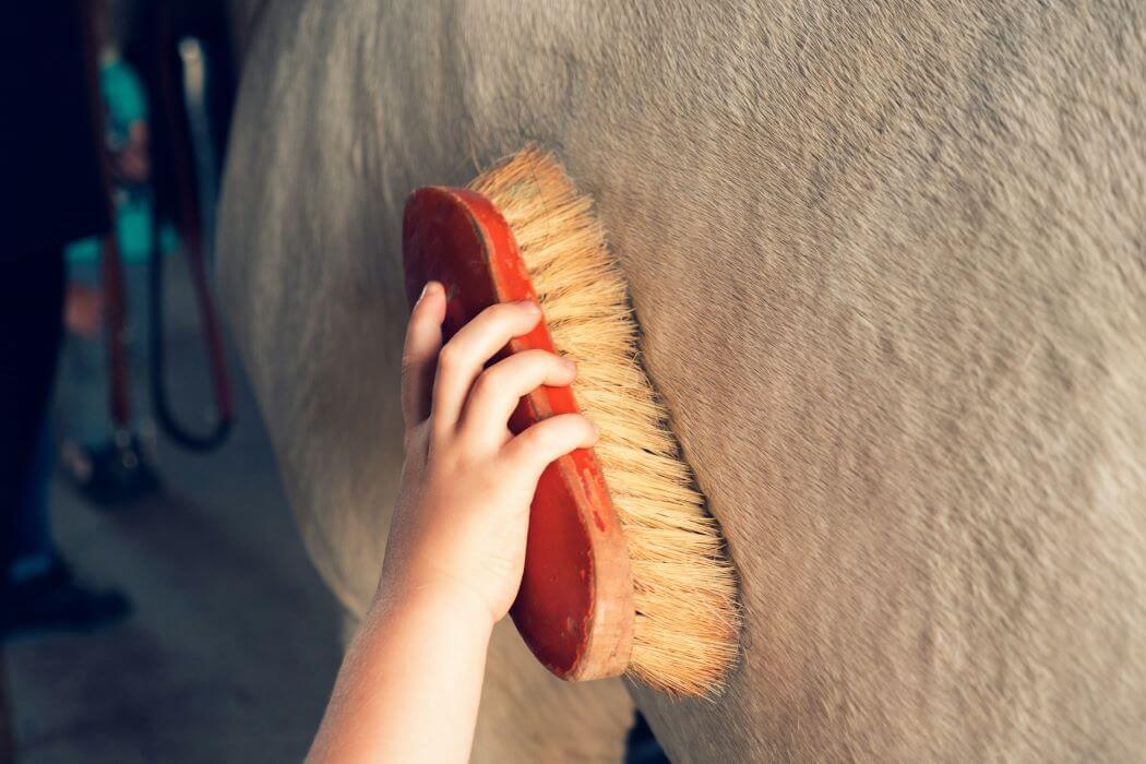 brosse pour chevaux