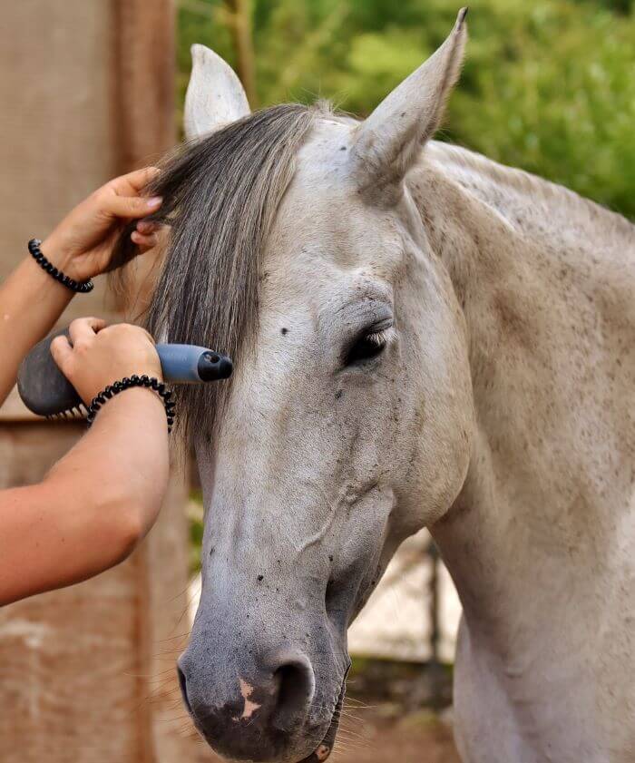 brosse à crins cheval